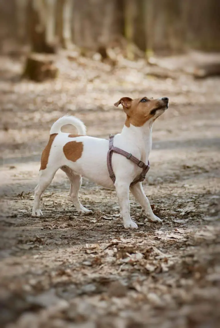 Jack Russell Pitbull Mix?