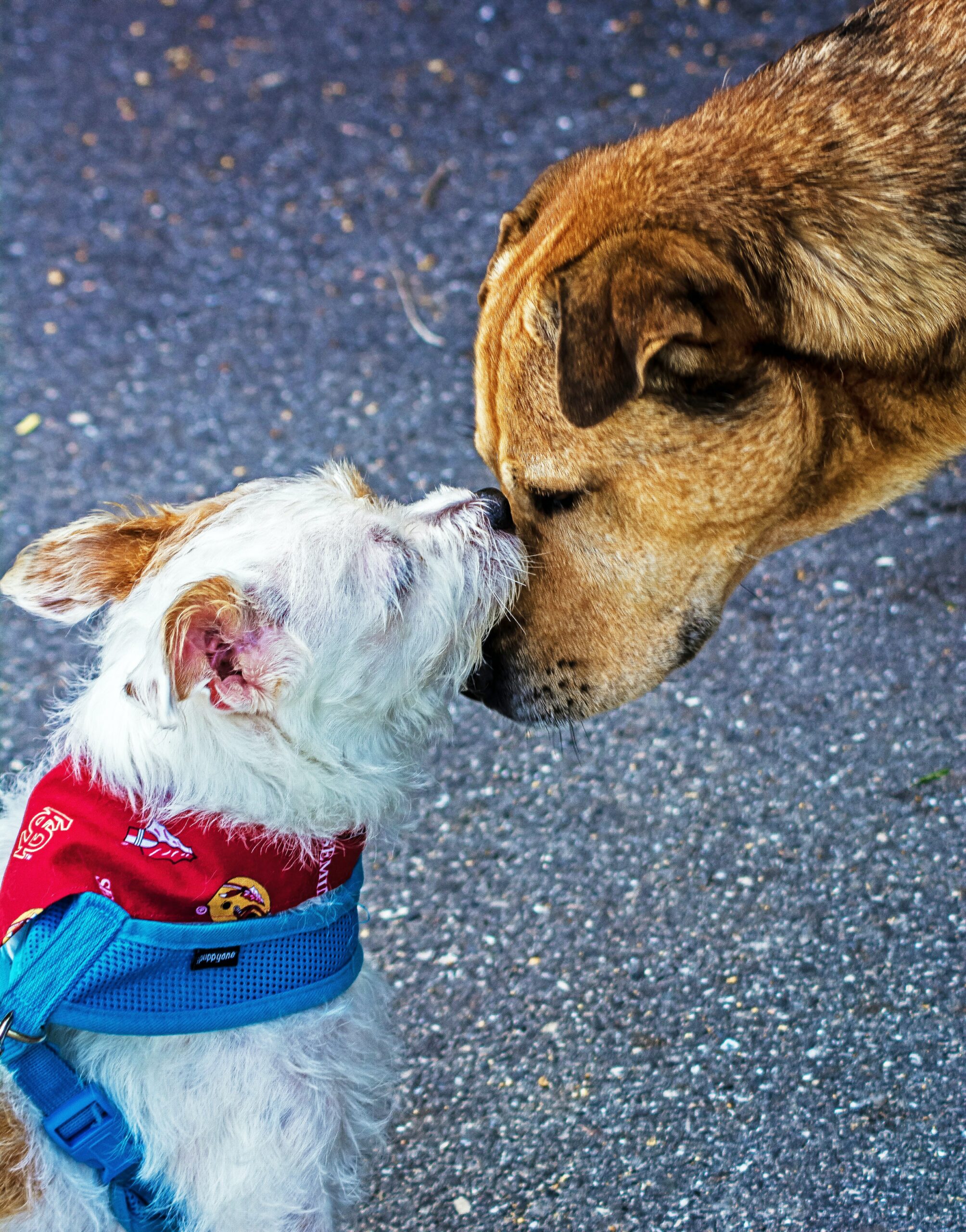 What Does It Mean When A Dog Licks Another Dogs Face