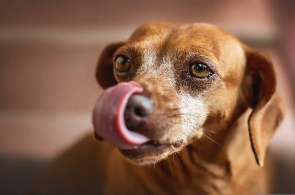 why-does-your-dog-like-to-lick-your-face-flipboard