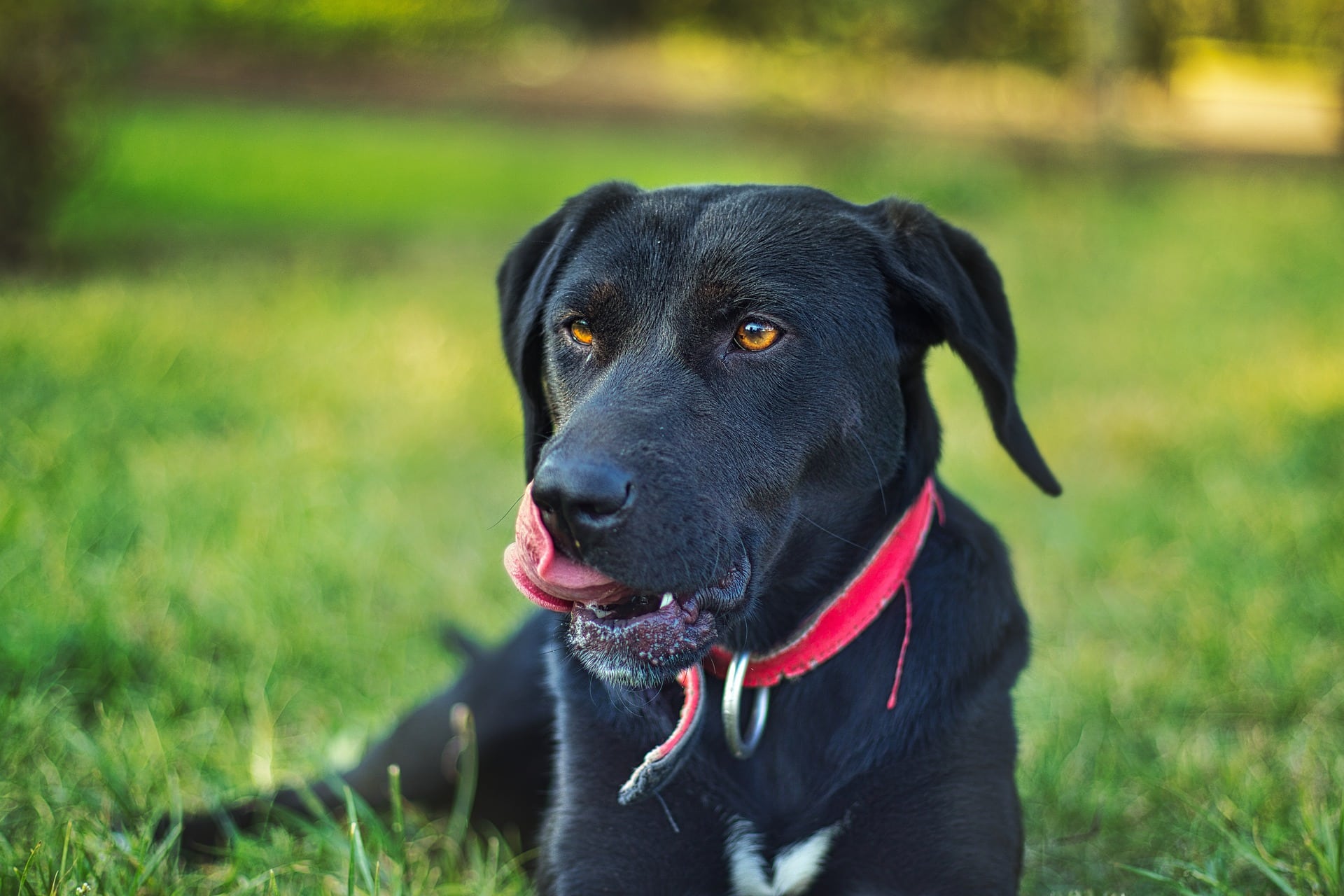 Why Does My Dog Lick My Other Dogs Privates?