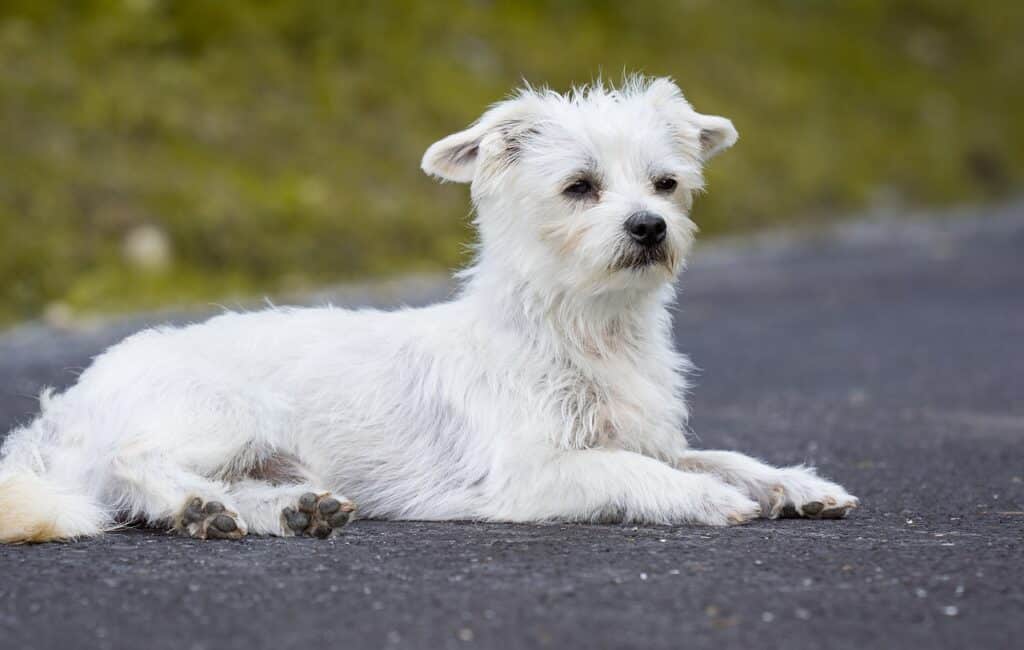 how long is a dogs attention span