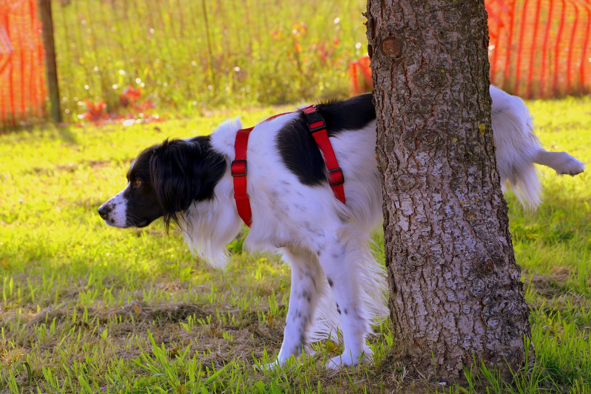 how do i get my dog to stop peeing on blankets