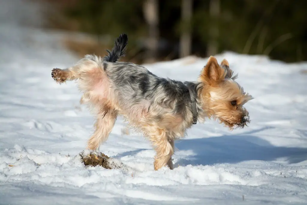 how do i get my dog to stop peeing on blankets