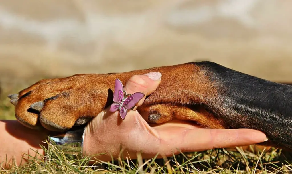 why do dogs touch you with their paws