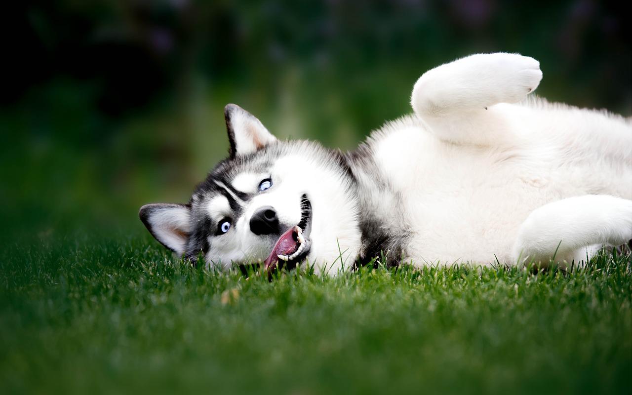 Why Does My Dog Wag Its Tail When It Sees Me?