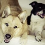 Why Is My Husky Aggressive?