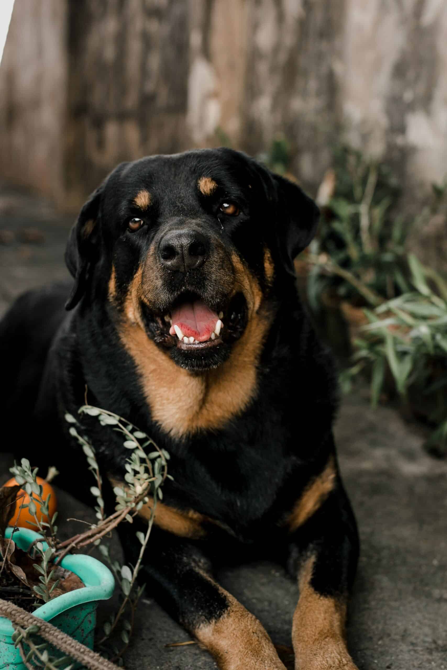 are rottweilers jealous dogs