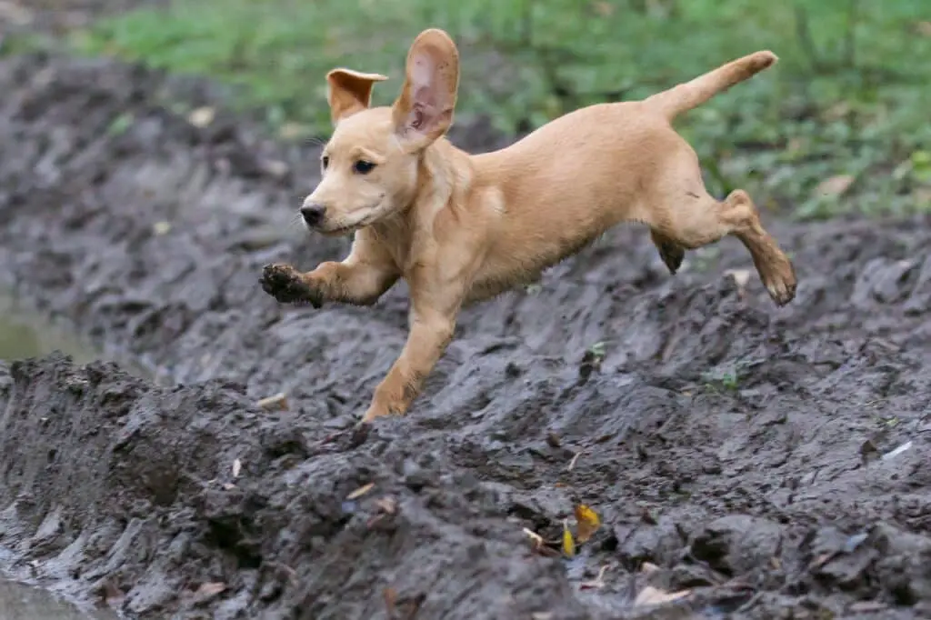 Puppies Poop