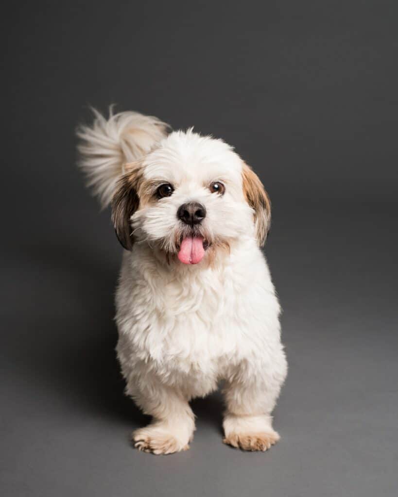 Shih Tzu Mixes