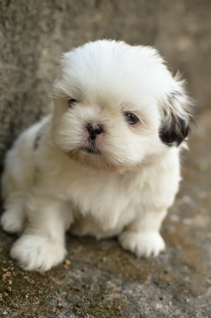 Shih Tzu Mixes