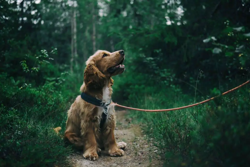 Strange Behavior After Neutering Dog