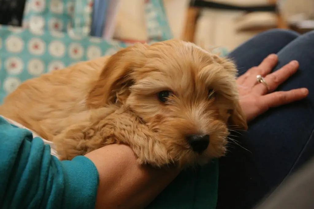 Tibetan Terriers 1024x682 