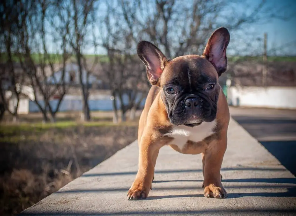 Unvaccinated Puppy Be Around A Vaccinated Dog