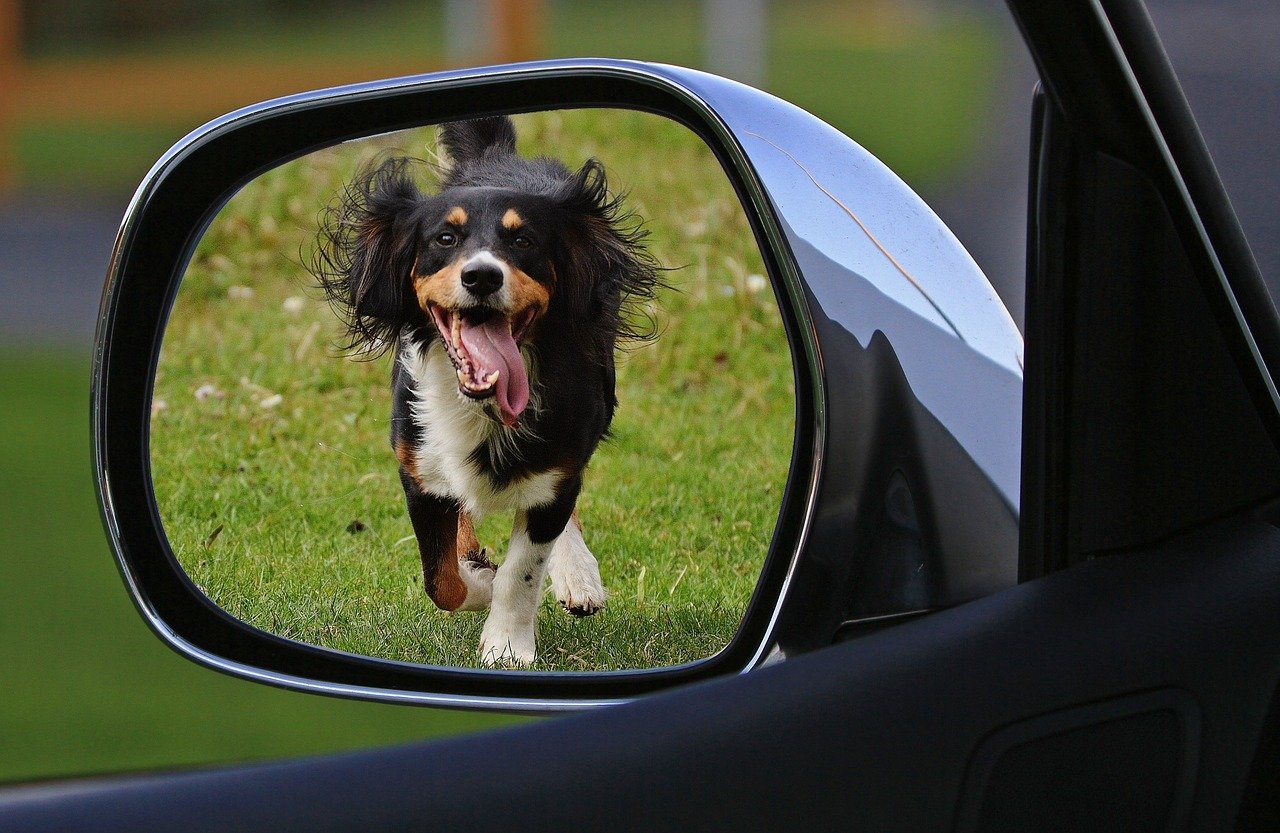 what-does-it-mean-when-a-dog-keeps-sticking-out-his-tongue-panting