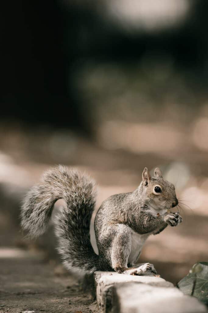 can a squirrel give my dog rabies