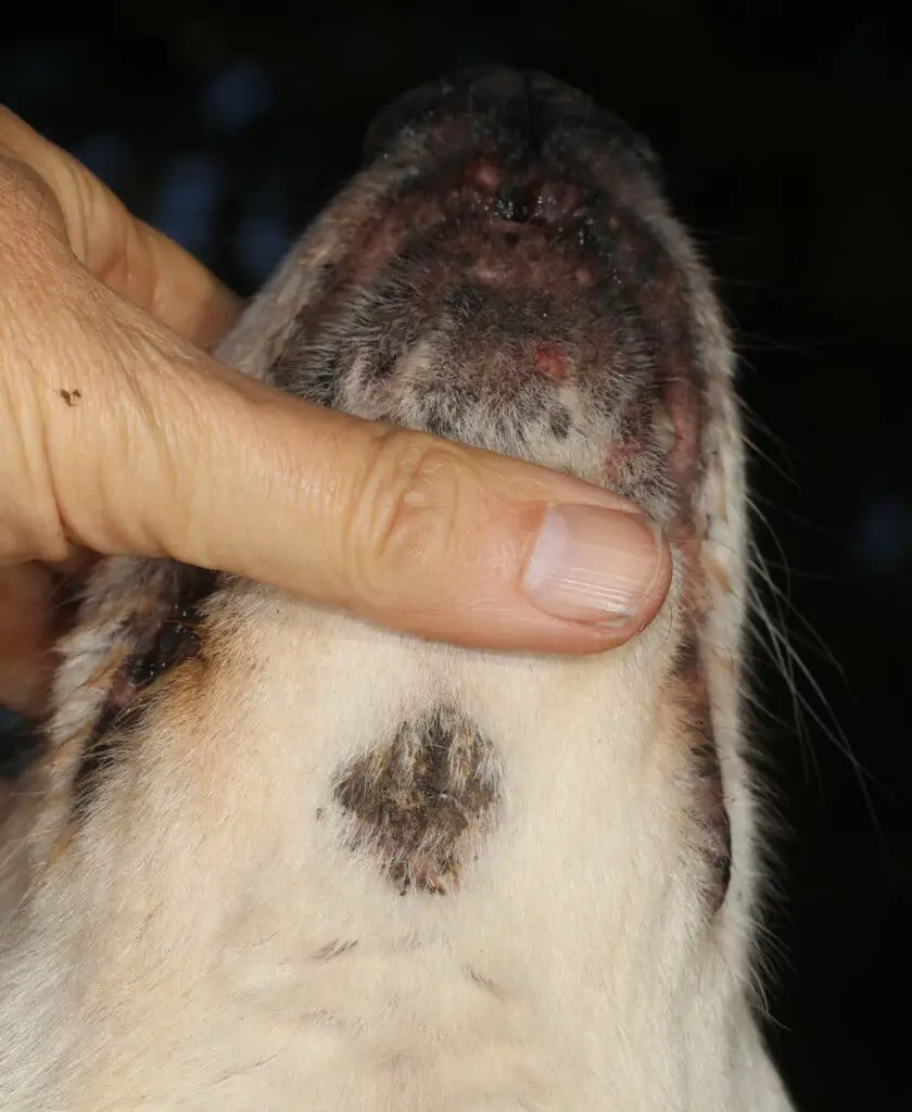 what causes scabs on puppies