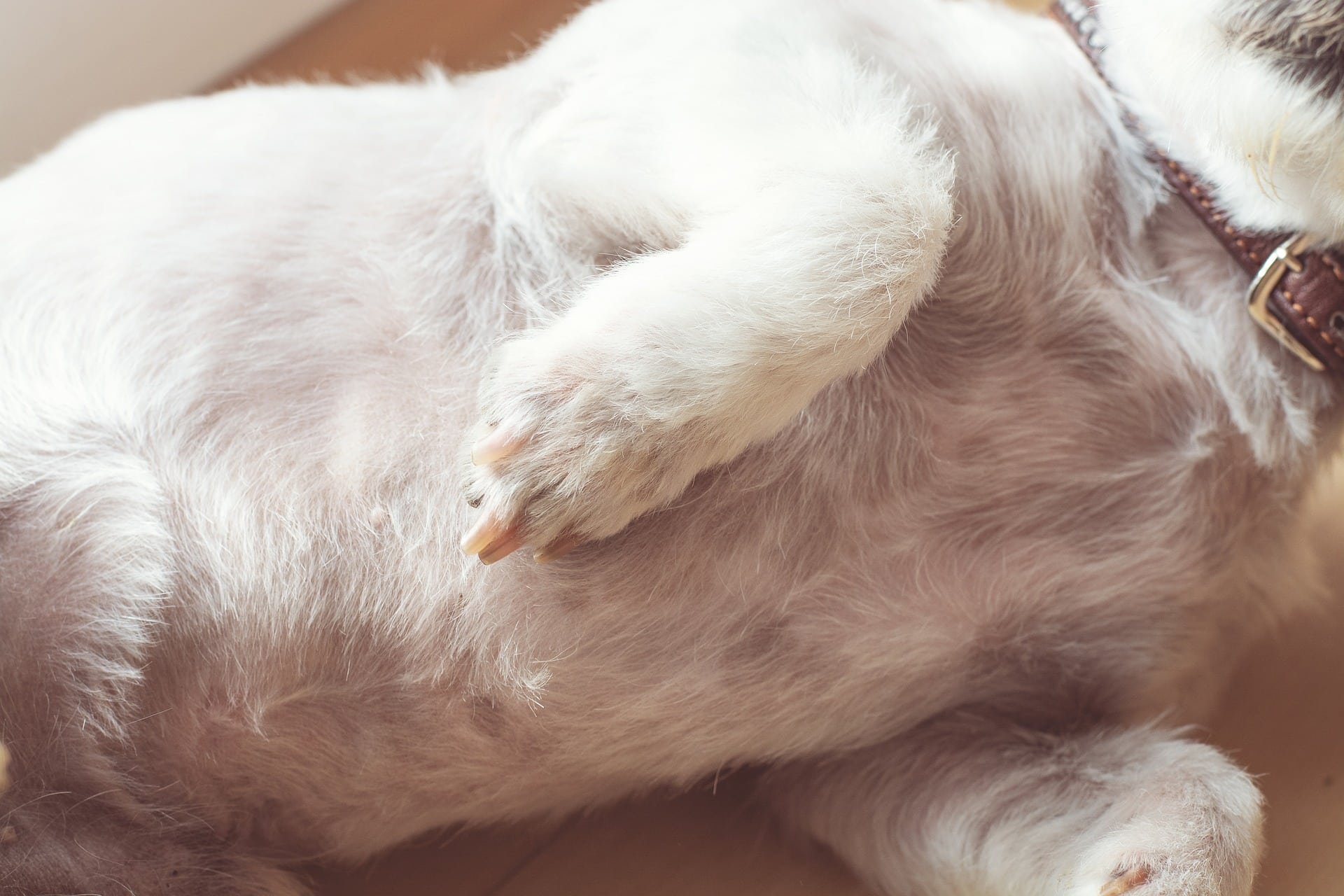 what are black spots on a dogs belly