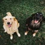 Why Do Dogs Get So Excited When They See Other Dogs?