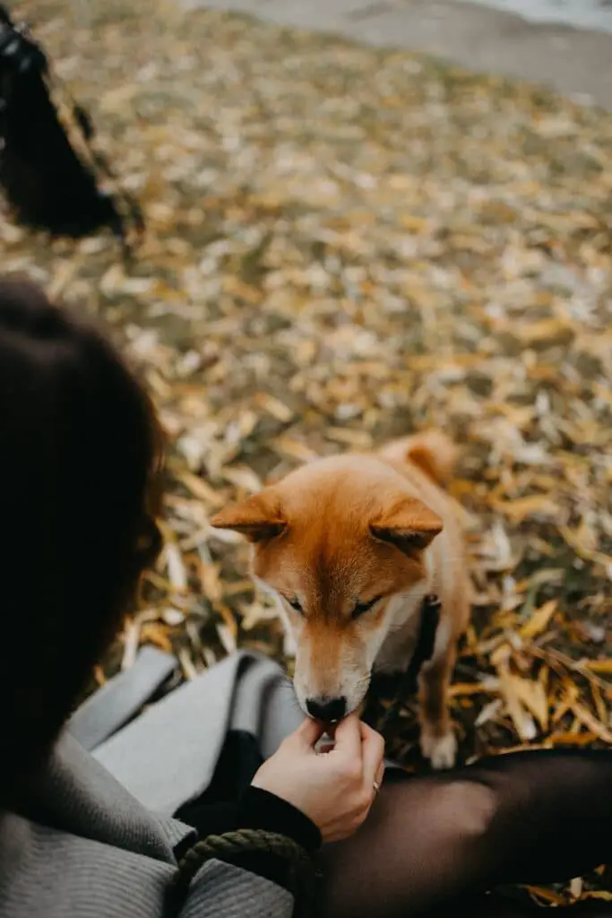 Why Does My Dog Groom Me?