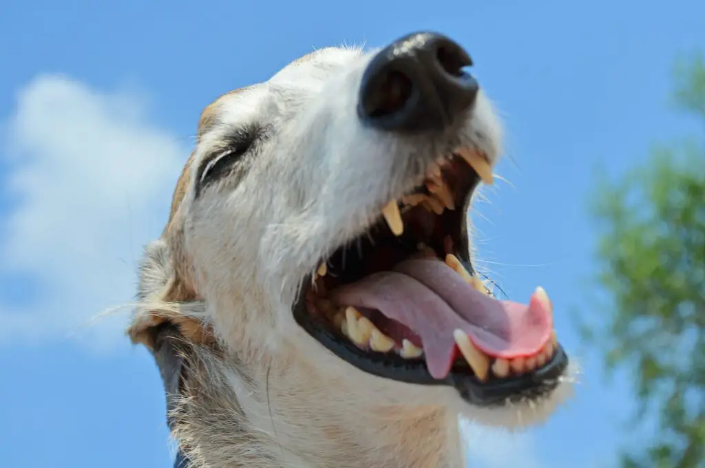 why do dogs gums turn black