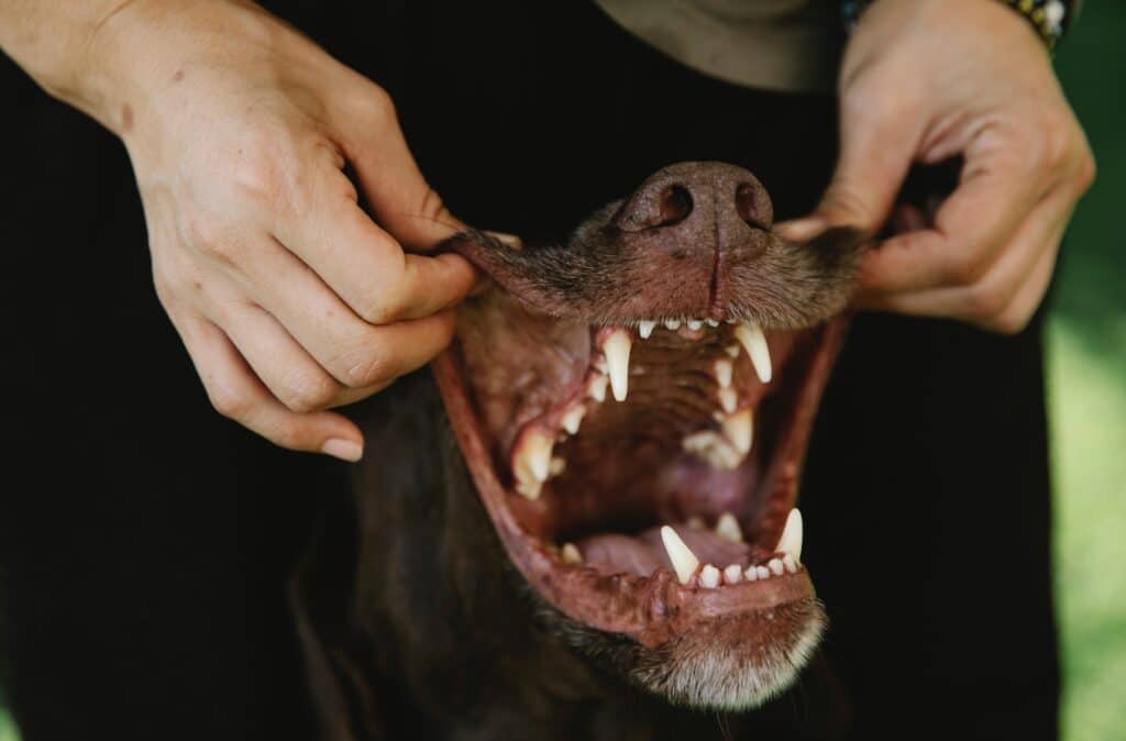 why do dogs gums turn black