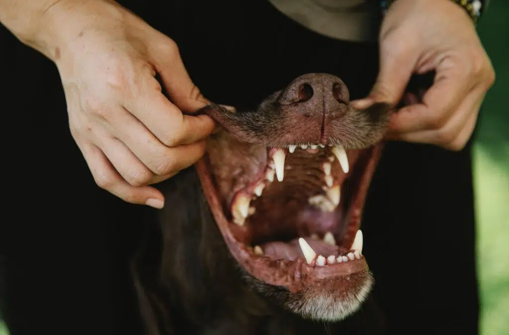 why do dogs gums get black