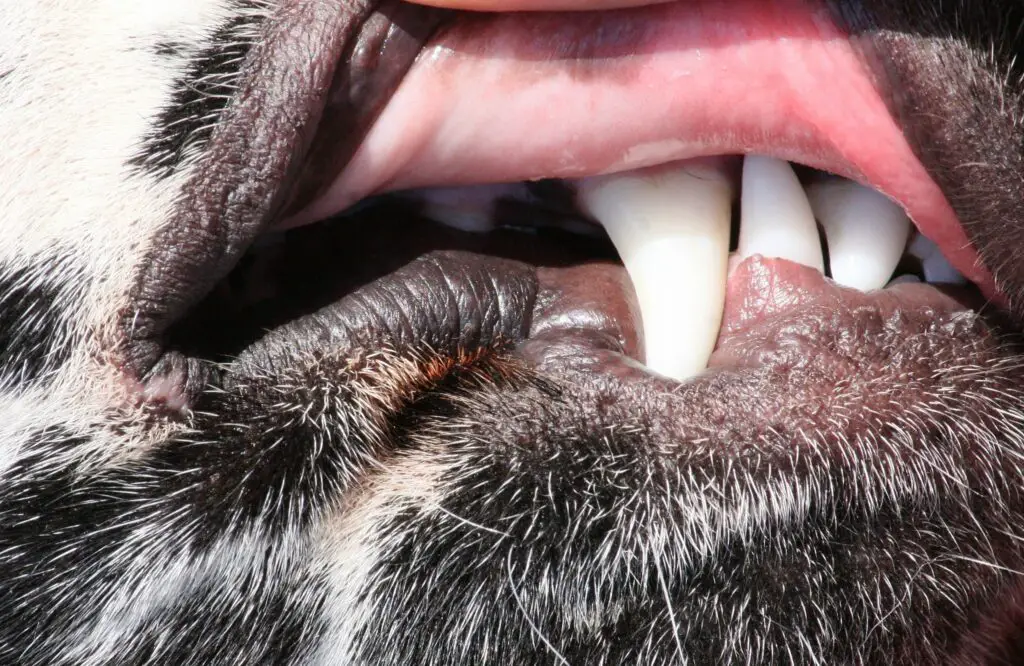 Why Does My Dog Have Black Gums?