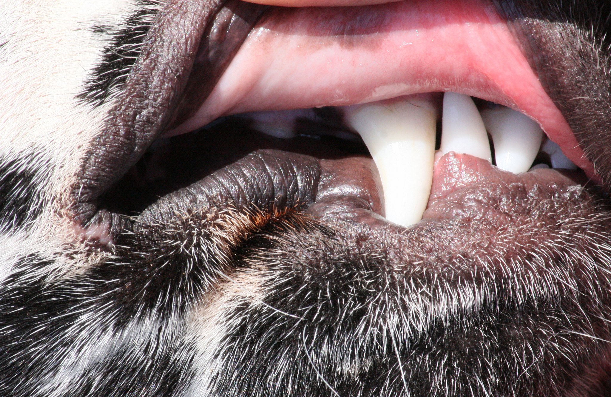 why-does-my-dog-have-black-gums