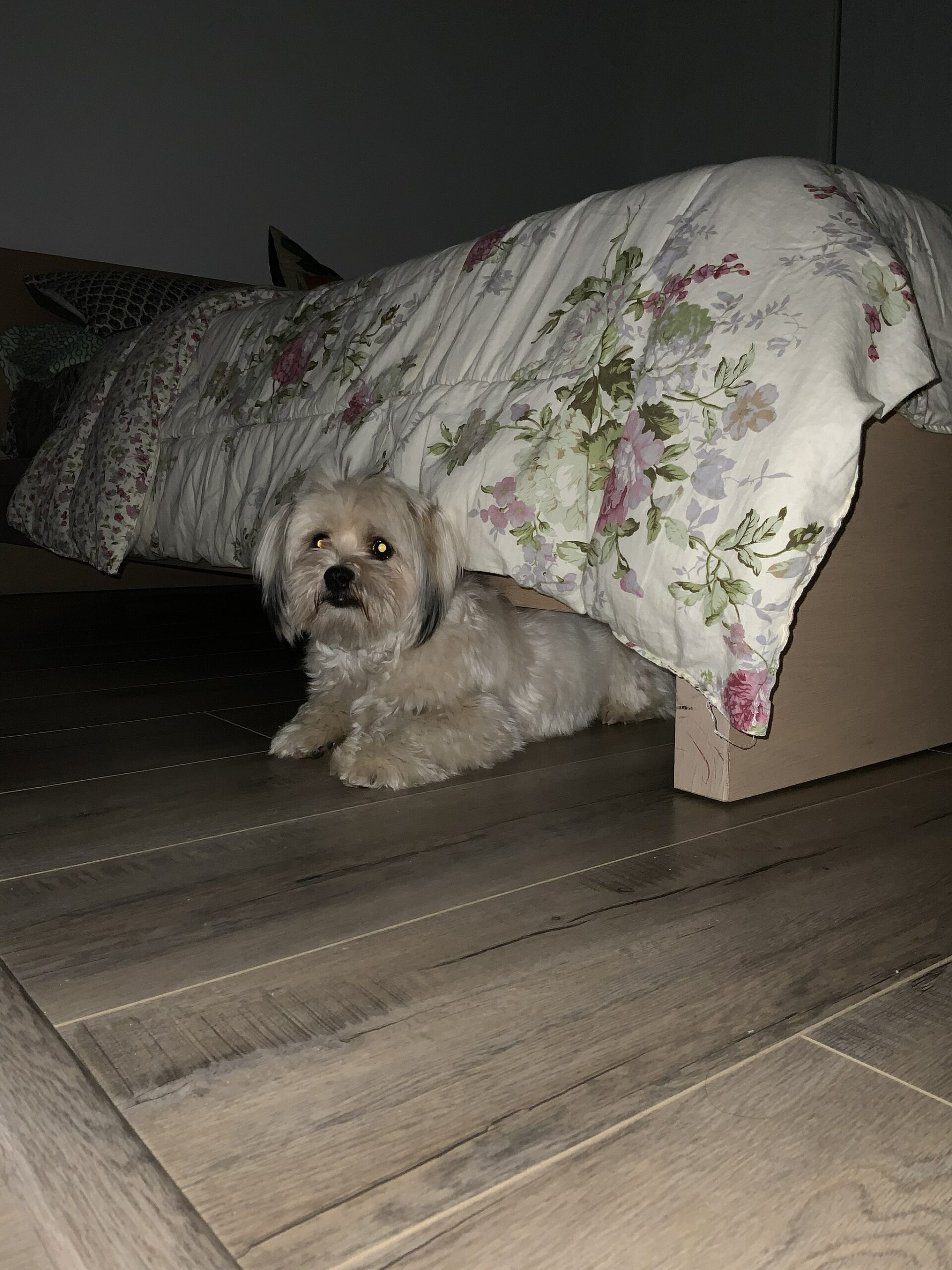 Why Does My Dog Hide Under My Desk?