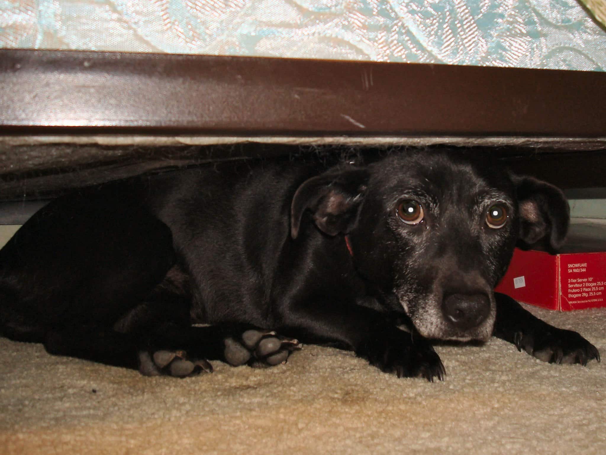 Собака под кроватью