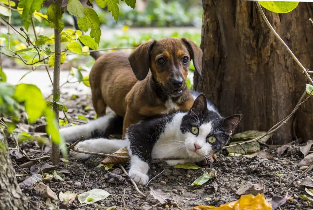 why is my dog humping the cat