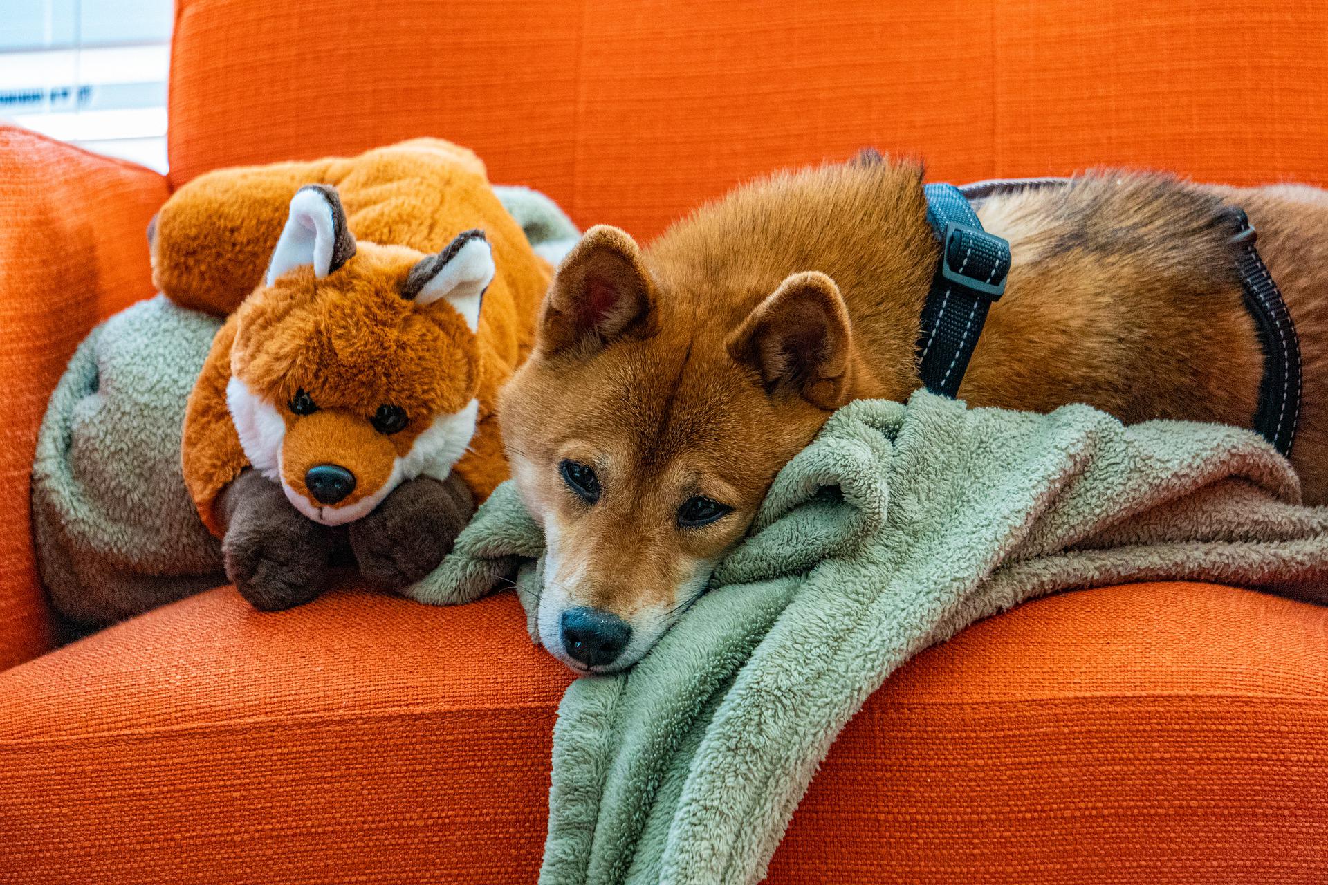 Unleashing Canine Curiosity: Why Does My Dog Dig At The Couch And How To Prevent It