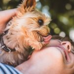 Why Does My Dog Lick My Ears?