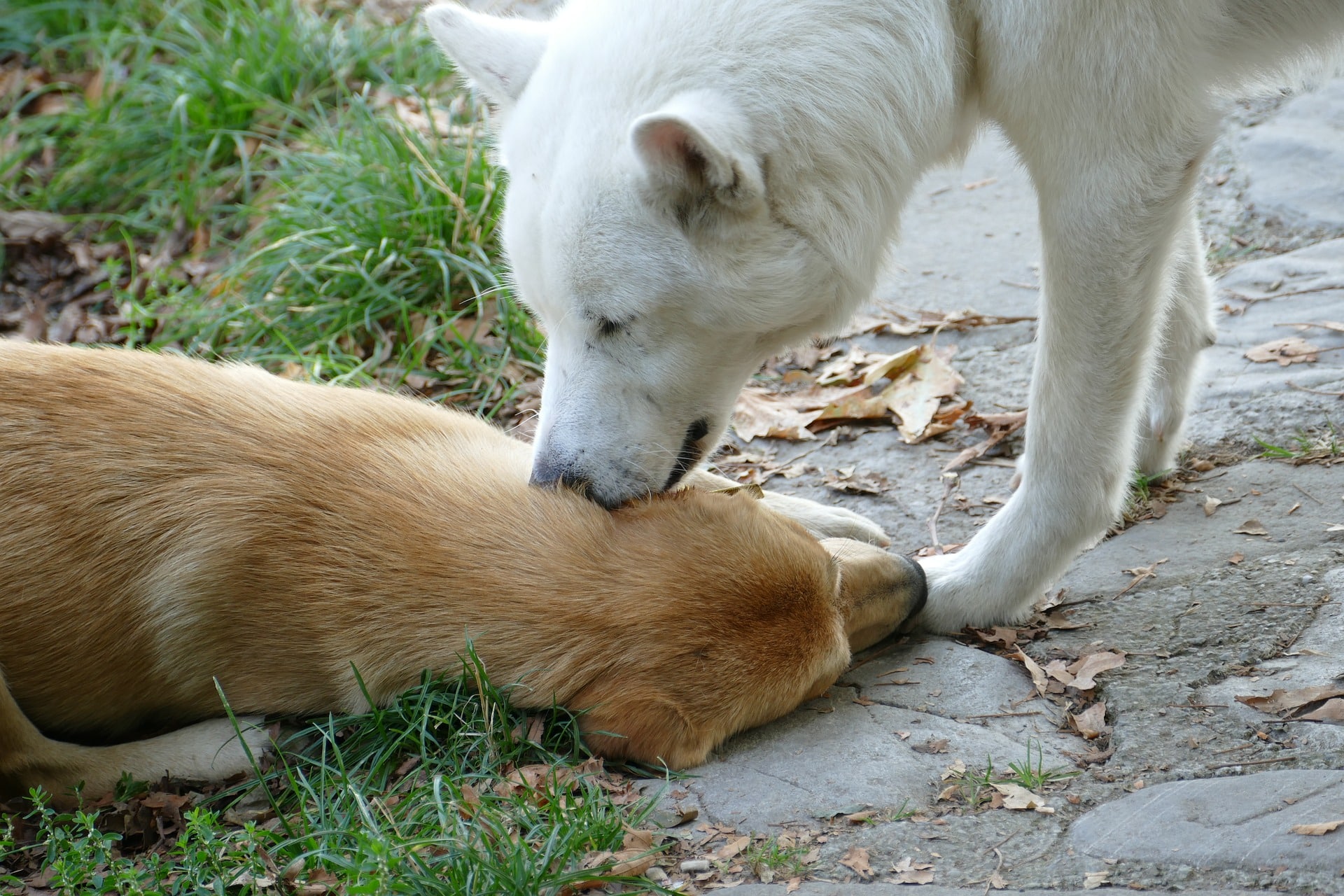 Why Does My Dog Lick My Other Dogs Ears?