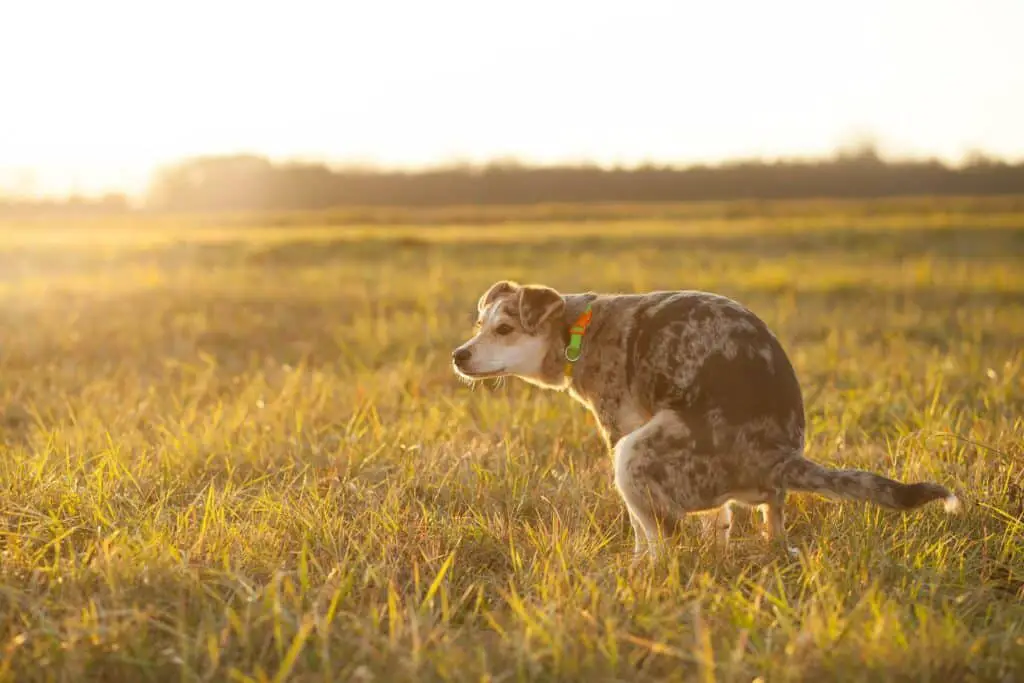 Why Does My Dog Poop So Many Times A Day