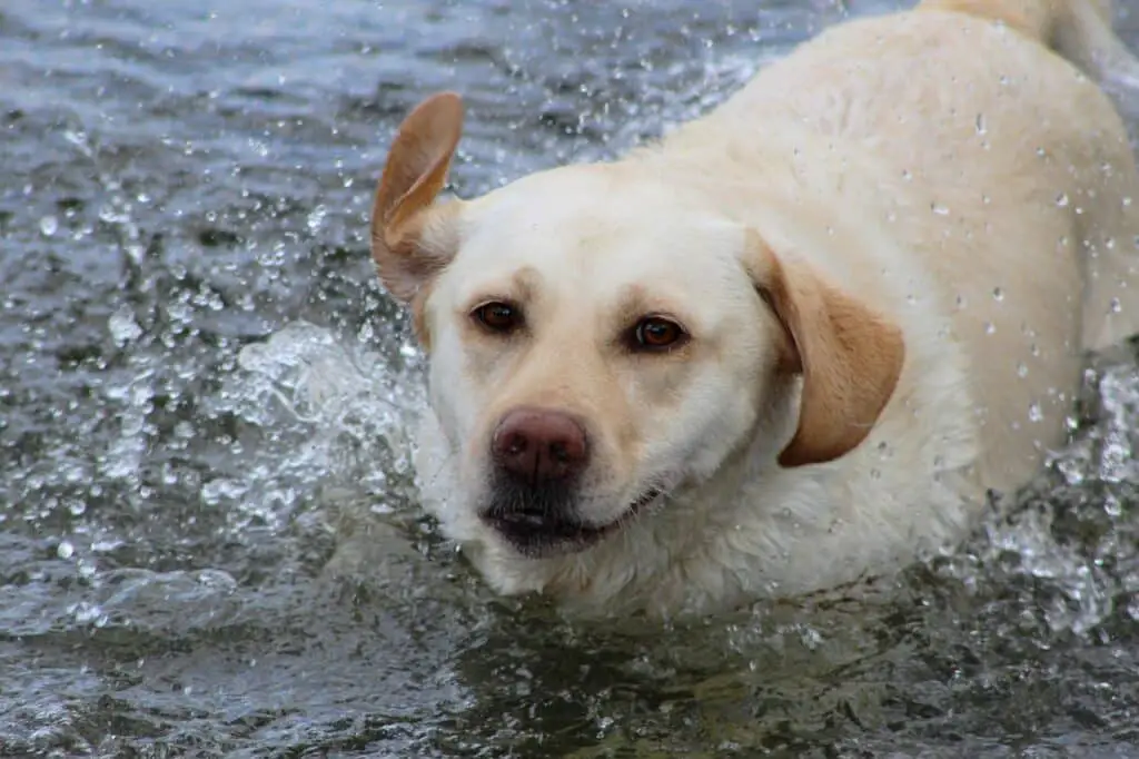 Why Does My Dog Shake During Car Rides