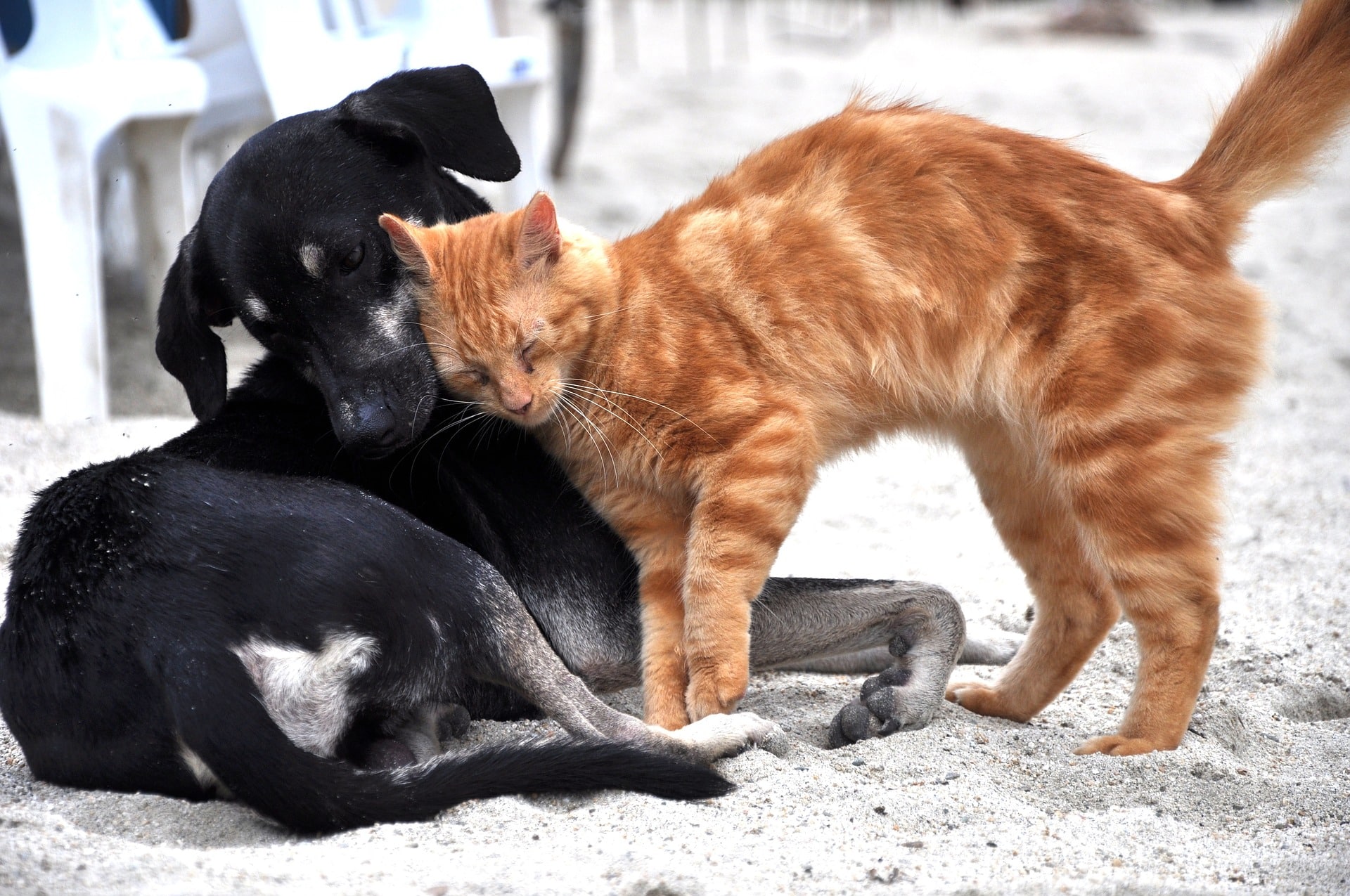 why does my dog lick my cat