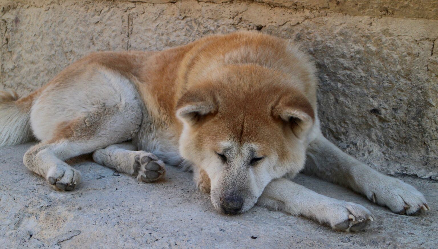 Why Does My Dog Sniff The Ground?