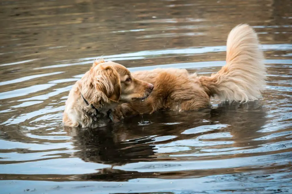 Why Does My Golden Retriever Bite Its Tail