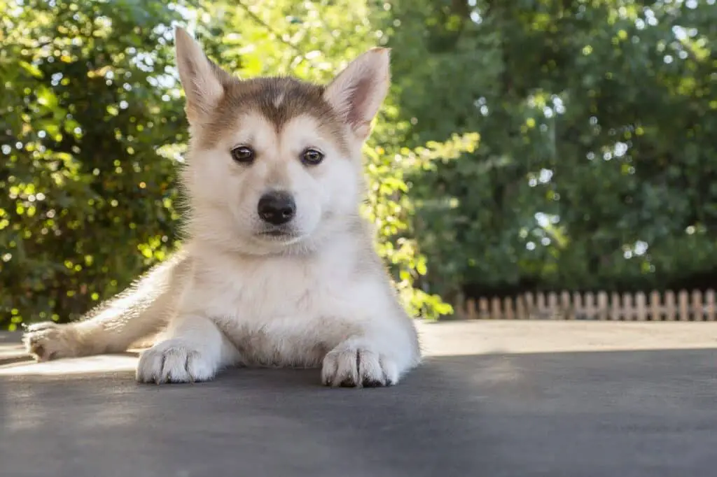 why do huskies howl a lot