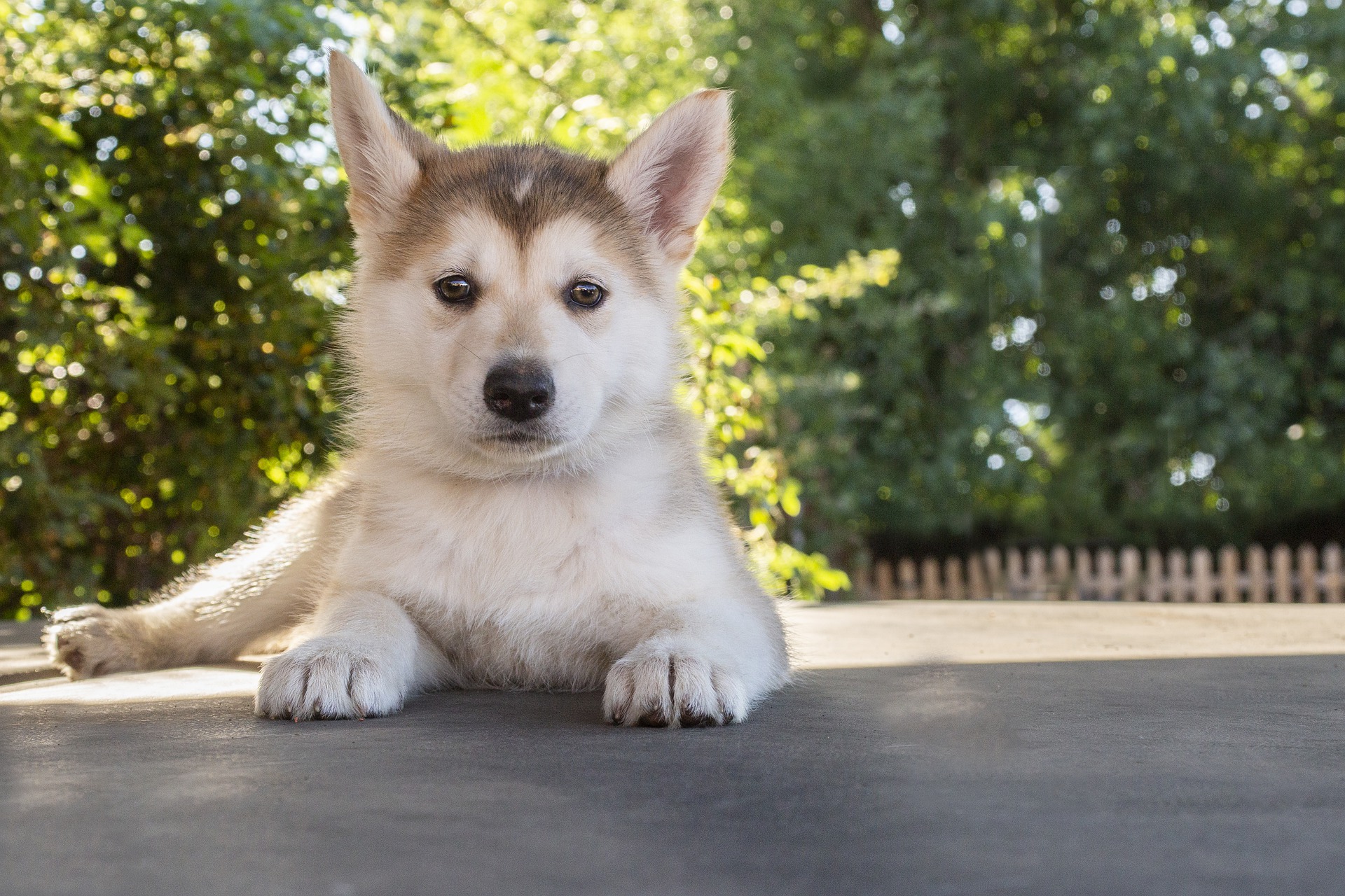 why-does-my-husky-puppy-cry-so-much