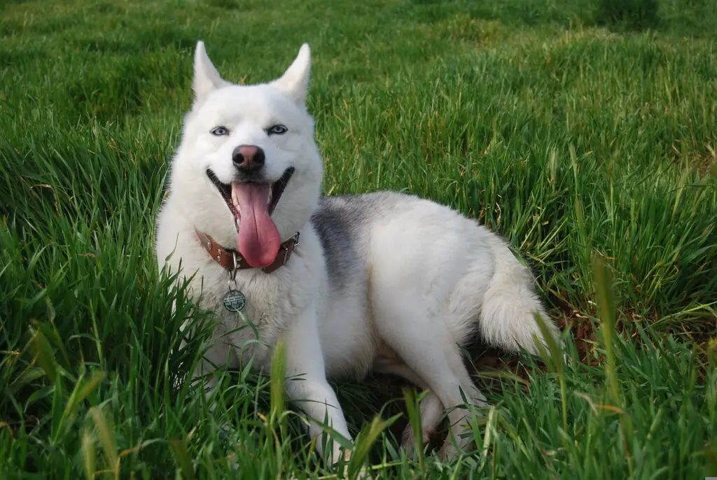 Why Does My Husky Sit At My Feet