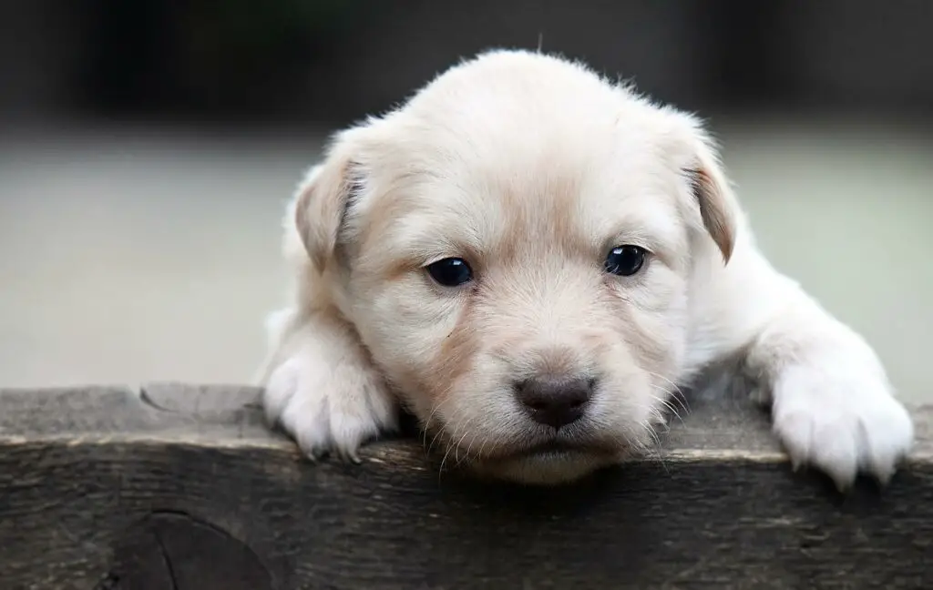 Why Does My Labrador Bite Its Paws