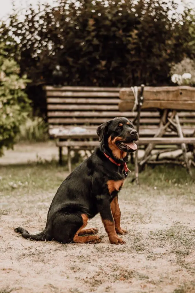 Why Does My Rottweiler Drool