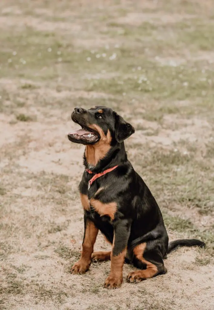 why do rottweilers growl