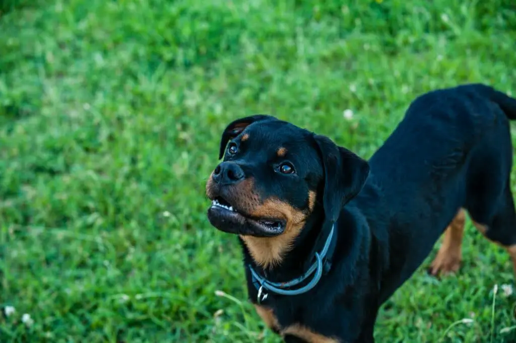 Why Does My Rottweiler Growl