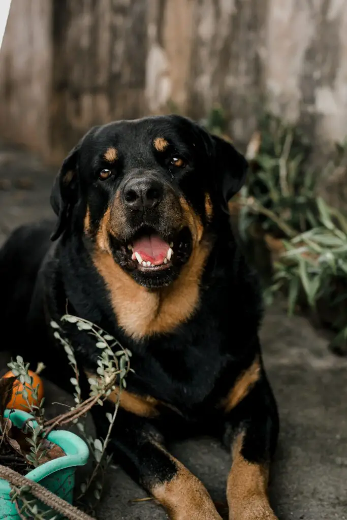 why do rottweilers growl