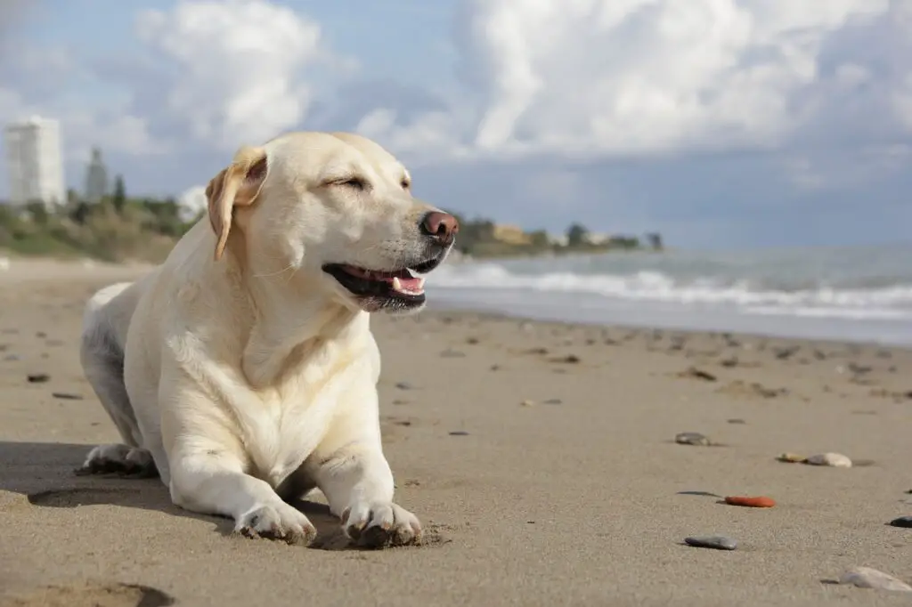 why-is-my-dog-not-pooping-after-having-diarrhea