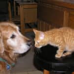 Why Is My Golden Retriever Obsessed With My Cat?