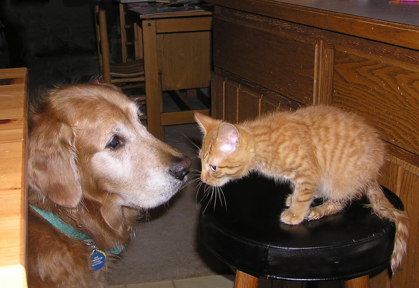 Black cat golden retriever